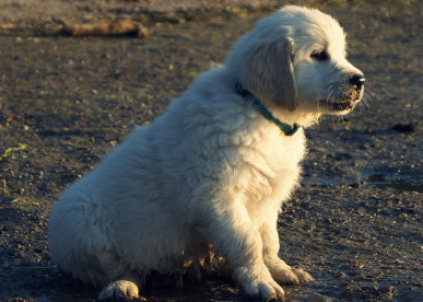 Golden Retriever hvalpe, kennel