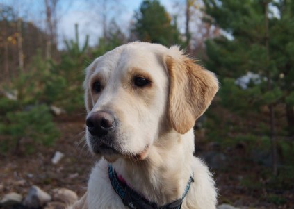 Golden Retriever hvalpe